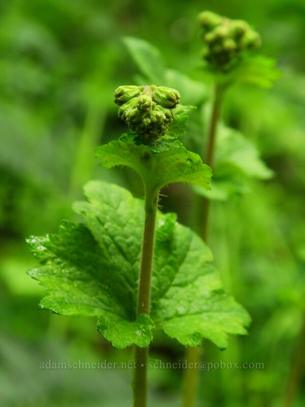 fringe cup, budding (Tellima grandiflora) [Angel's Rest Trail, Columbia River Gorge, Multnomah County, Oregon]