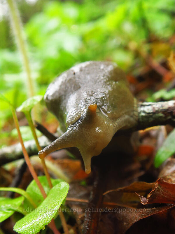 banana slug (Ariolimax columbianus) [Angel's Rest Trail, Columbia River Gorge, Multnomah County, Oregon]