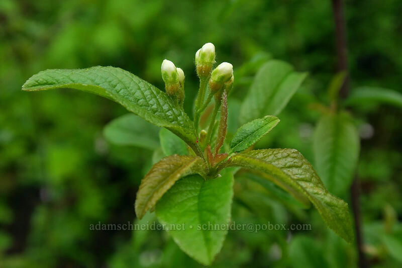 bitter cherry, budding (Prunus emarginata) [Angel's Rest Trail, Columbia River Gorge, Multnomah County, Oregon]