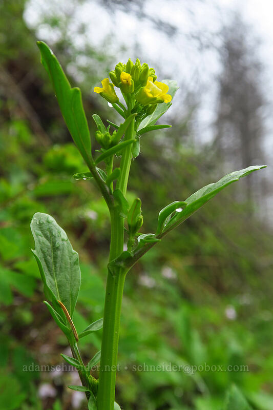American winter-cress (Barbarea orthoceras) [Angel's Rest Trail, Columbia River Gorge, Multnomah County, Oregon]