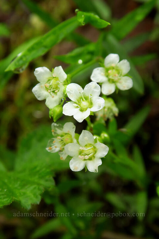 big-leaf sandwort (Moehringia macrophylla (Arenaria macrophylla)) [Angel's Rest Trail, Columbia River Gorge, Multnomah County, Oregon]