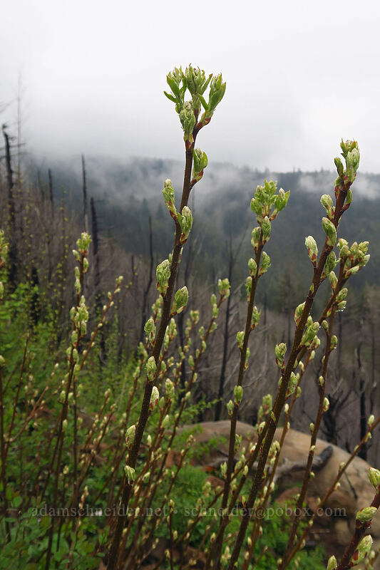 serviceberry shoots (Amelanchier alnifolia) [Angel's Rest Trail, Columbia River Gorge, Multnomah County, Oregon]