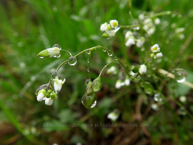 spring draba (Draba verna) [Angel's Rest Trail, Columbia River Gorge, Multnomah County, Oregon]