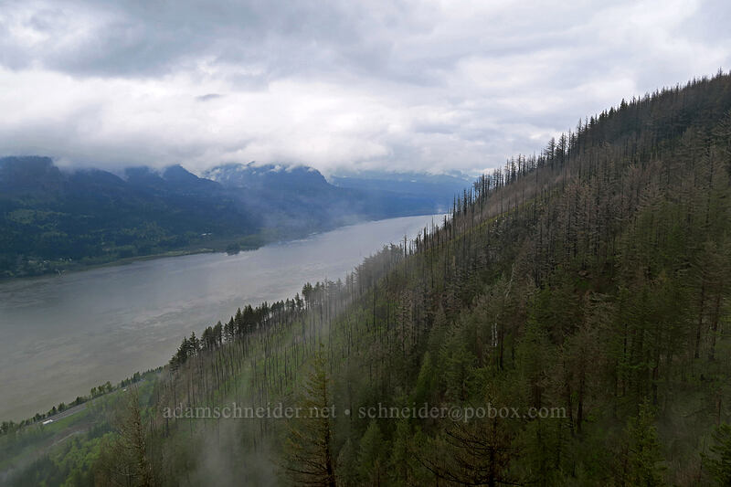 Columbia River Gorge [Angel's Rest, Columbia River Gorge, Multnomah County, Oregon]