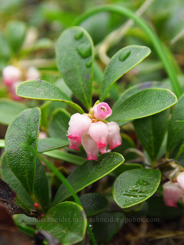 kinnikinnick flowers (Arctostaphylos uva-ursi) [Angel's Rest Trail, Columbia River Gorge, Multnomah County, Oregon]