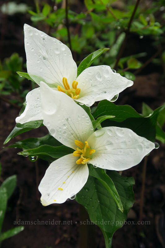 western trillium (Trillium ovatum) [Angel's Rest Trail, Columbia River Gorge, Multnomah County, Oregon]