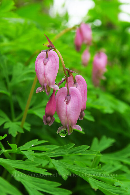 western bleeding hearts (Dicentra formosa) [Angel's Rest Trail, Columbia River Gorge, Multnomah County, Oregon]