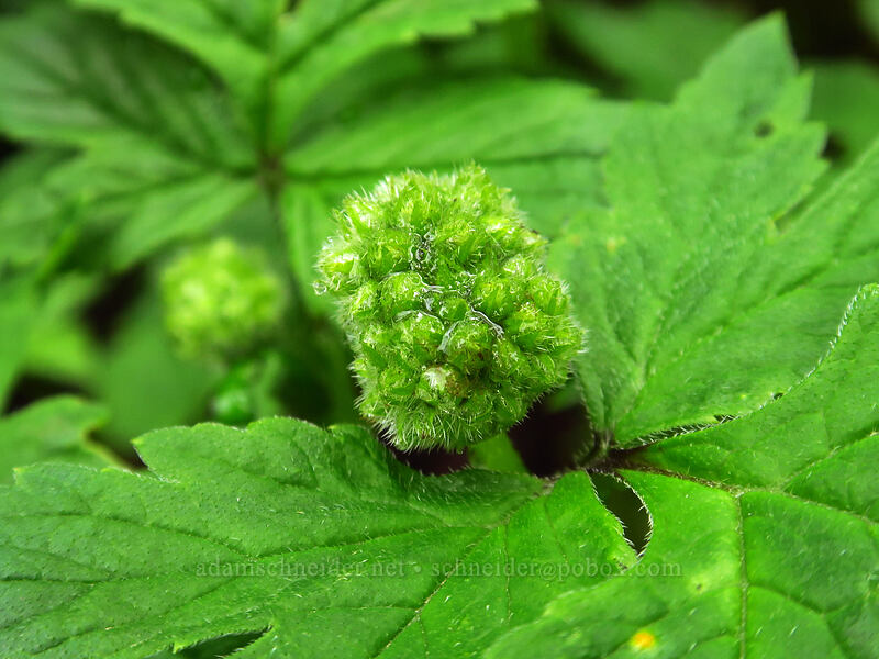 Pacific waterleaf, budding (Hydrophyllum tenuipes) [Angel's Rest Trail, Columbia River Gorge, Multnomah County, Oregon]