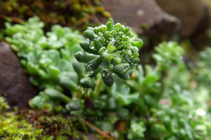 Oregon stonecrop, budding (Sedum oreganum) [Angel's Rest Trail, Columbia River Gorge, Multnomah County, Oregon]