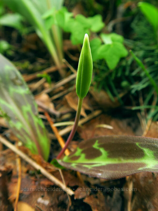 Oregon fawn lily, budding (Erythronium oregonum) [Camassia Natural Area, West Linn, Clackamas County, Oregon]