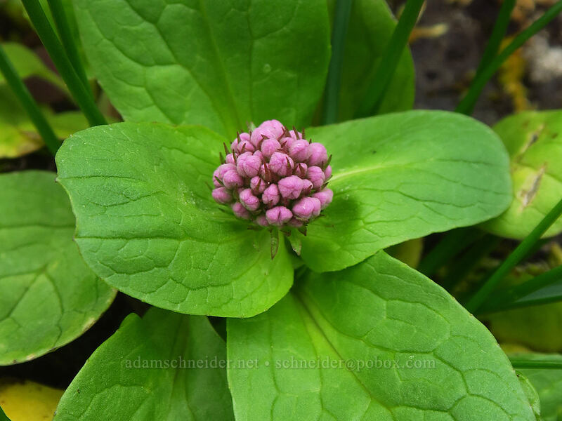 rosy plectritis, budding (Plectritis congesta) [Camassia Natural Area, West Linn, Clackamas County, Oregon]