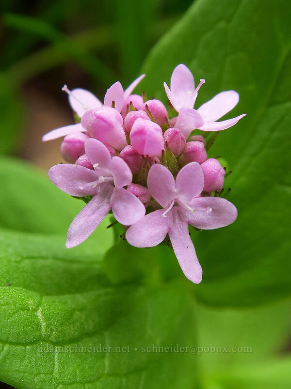 rosy plectritis (Plectritis congesta) [Camassia Natural Area, West Linn, Clackamas County, Oregon]