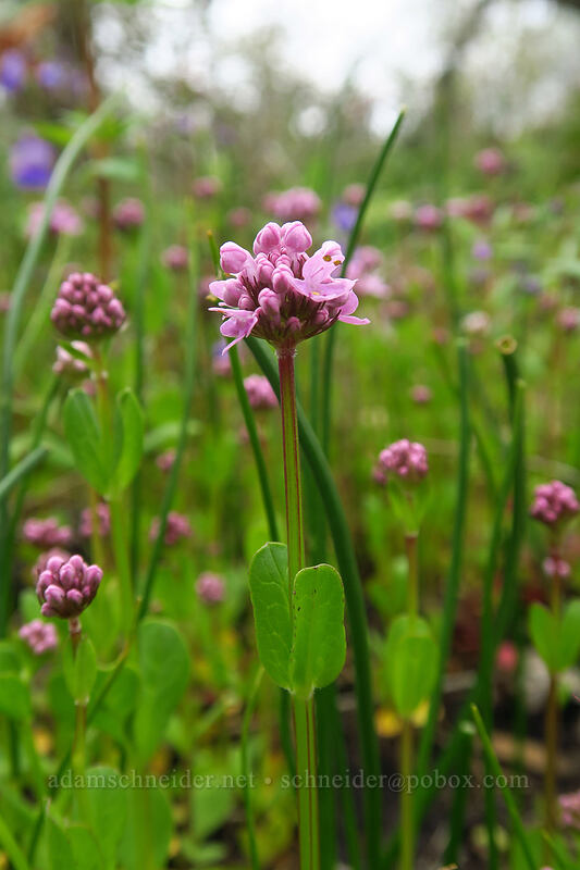 rosy plectritis (Plectritis congesta) [Camassia Natural Area, West Linn, Clackamas County, Oregon]