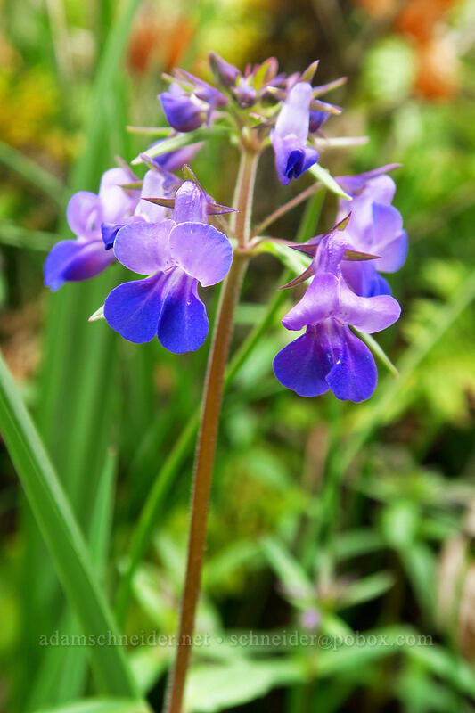 large-flowered blue-eyed-Mary (Collinsia grandiflora) [Camassia Natural Area, West Linn, Clackamas County, Oregon]