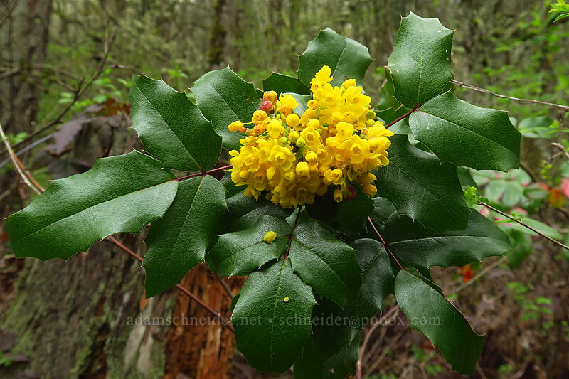 Oregon-grape flowers (Mahonia aquifolium (Berberis aquifolium)) [Camassia Natural Area, West Linn, Clackamas County, Oregon]