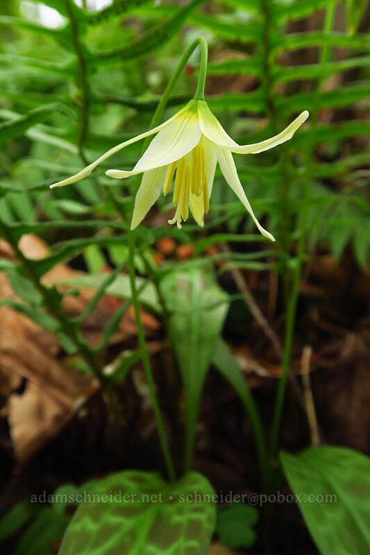 Oregon fawn lily (Erythronium oregonum) [Camassia Natural Area, West Linn, Clackamas County, Oregon]