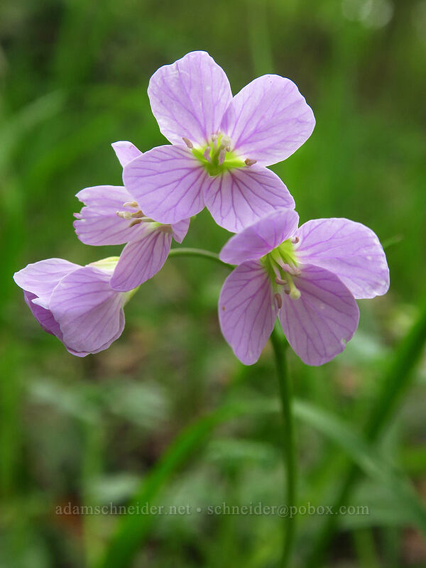 oaks toothwort (Cardamine nuttallii) [Camassia Natural Area, West Linn, Clackamas County, Oregon]