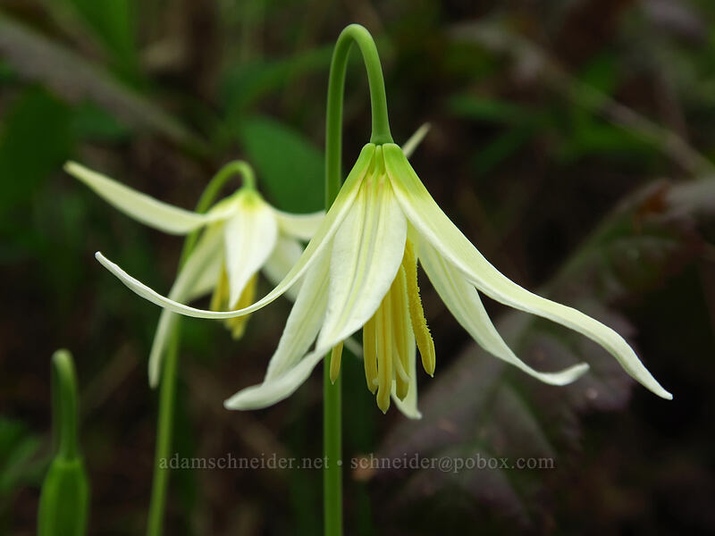 Oregon fawn lily (Erythronium oregonum) [Camassia Natural Area, West Linn, Clackamas County, Oregon]