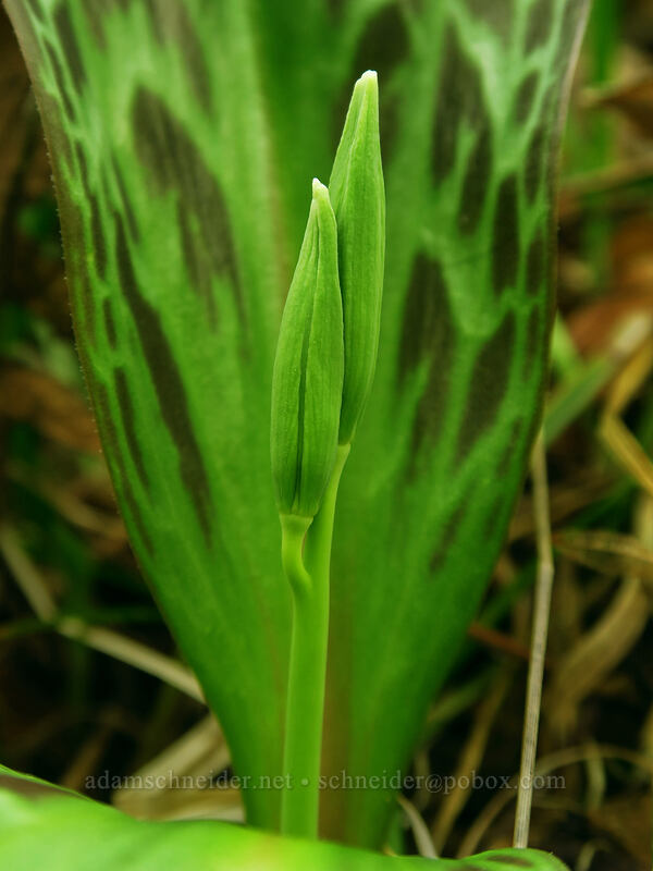 Oregon fawn lily, budding (Erythronium oregonum) [Camassia Natural Area, West Linn, Clackamas County, Oregon]