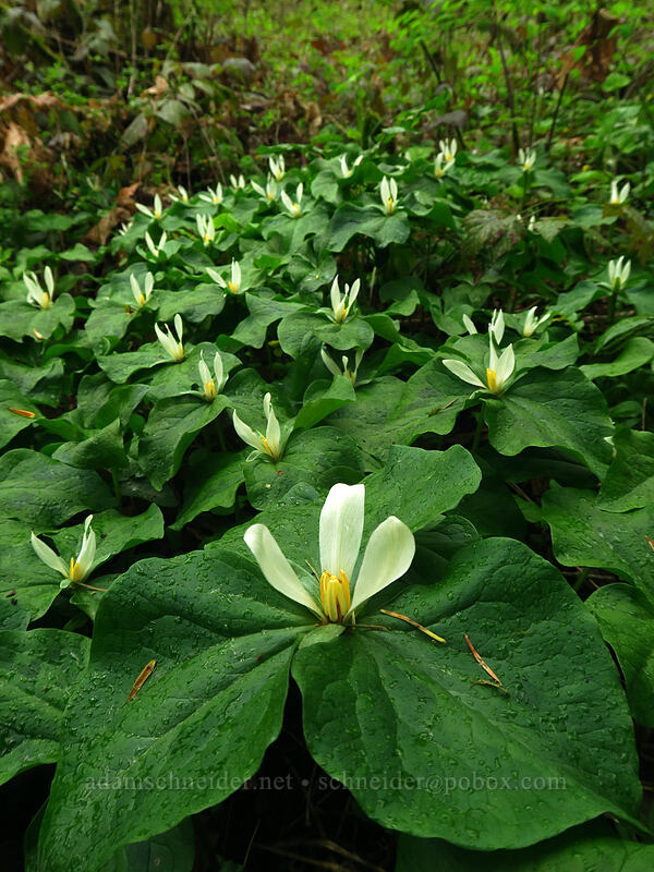 small-flowered trillium (Trillium albidum ssp. parviflorum) [Camassia Natural Area, West Linn, Clackamas County, Oregon]
