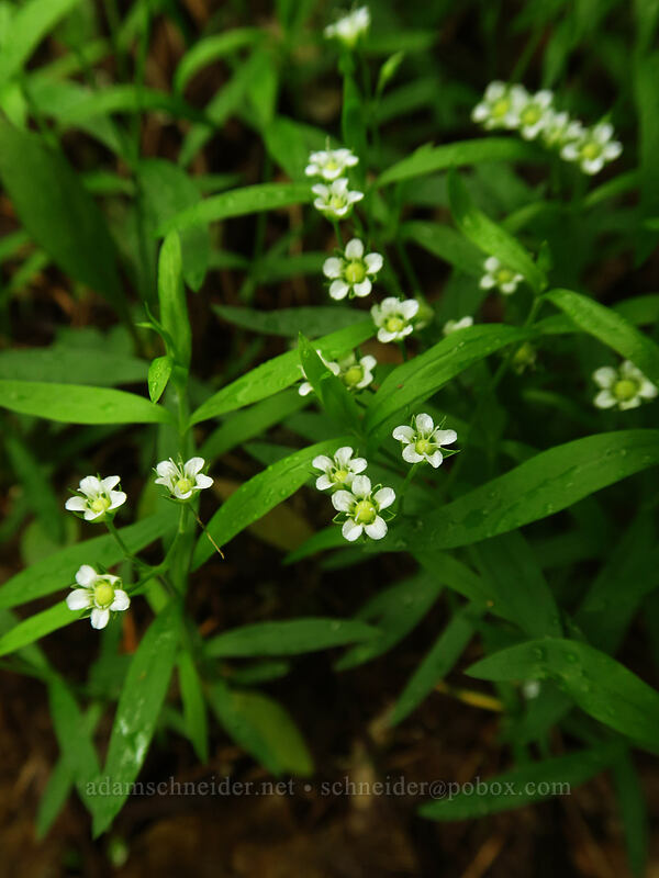 big-leaf sandwort (Moehringia macrophylla (Arenaria macrophylla)) [Camassia Natural Area, West Linn, Clackamas County, Oregon]