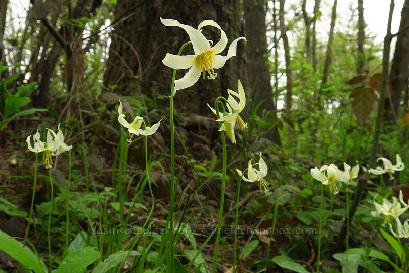 Oregon fawn lilies (Erythronium oregonum) [Camassia Natural Area, West Linn, Clackamas County, Oregon]
