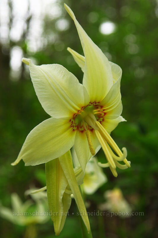 Oregon fawn lily (Erythronium oregonum) [Camassia Natural Area, West Linn, Clackamas County, Oregon]