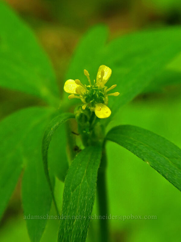 little buttercup (Ranunculus uncinatus) [Camassia Natural Area, West Linn, Clackamas County, Oregon]