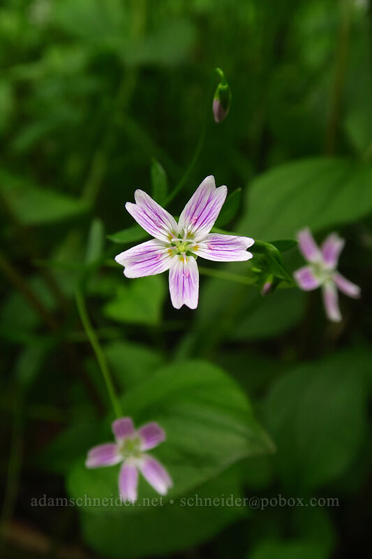 candyflower (Claytonia sibirica (Montia sibirica)) [Camassia Natural Area, West Linn, Clackamas County, Oregon]