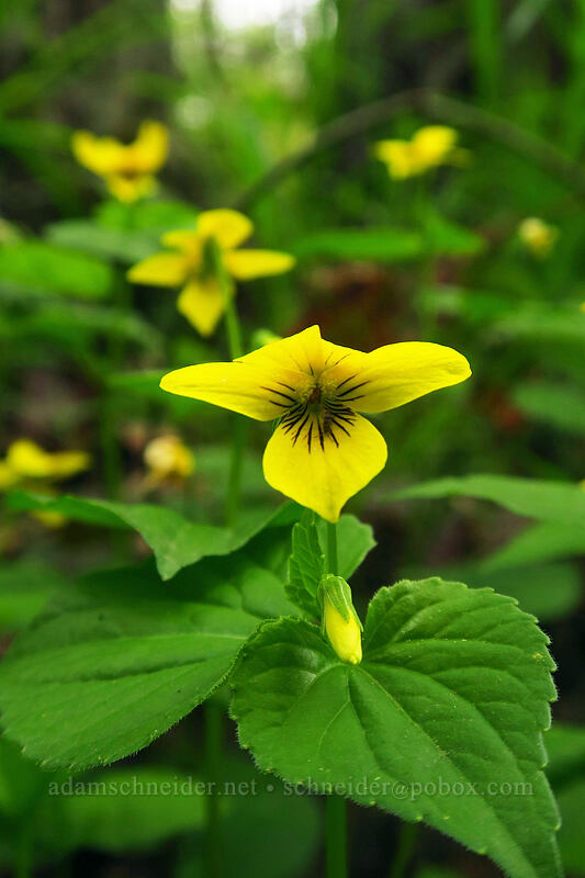 pioneer violets (Viola glabella) [Camassia Natural Area, West Linn, Clackamas County, Oregon]
