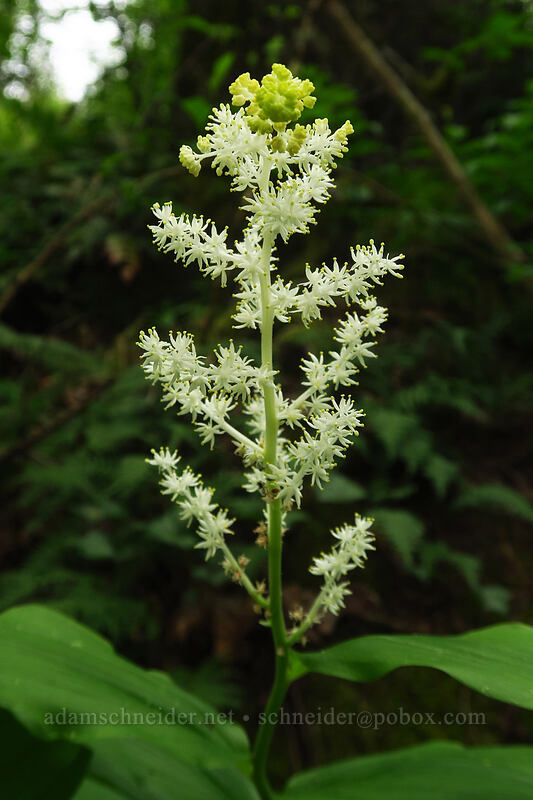 feathery false solomon's-seal (Maianthemum racemosum ssp. amplexicaule (Smilacina racemosa)) [Camassia Natural Area, West Linn, Clackamas County, Oregon]