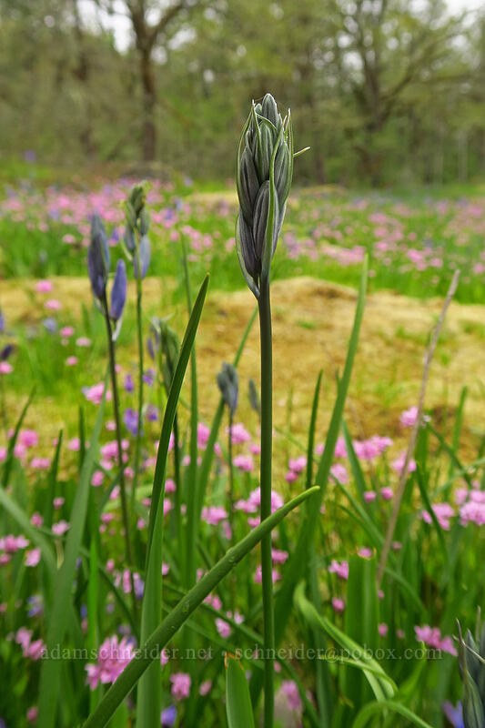 camas, budding (Camassia quamash) [Camassia Natural Area, West Linn, Clackamas County, Oregon]