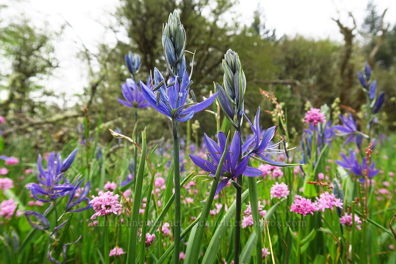 camas & rosy plectritis (Camassia quamash, Plectritis congesta) [Camassia Natural Area, West Linn, Clackamas County, Oregon]