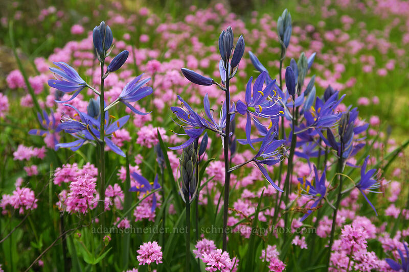 camas & rosy plectritis (Camassia quamash, Plectritis congesta) [Camassia Natural Area, West Linn, Clackamas County, Oregon]