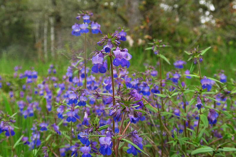 large-flowered blue-eyed-Mary (Collinsia grandiflora) [Camassia Natural Area, West Linn, Clackamas County, Oregon]