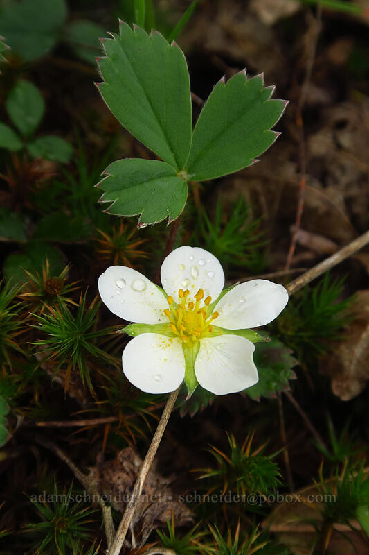 strawberry flower (Fragaria virginiana) [Camassia Natural Area, West Linn, Clackamas County, Oregon]