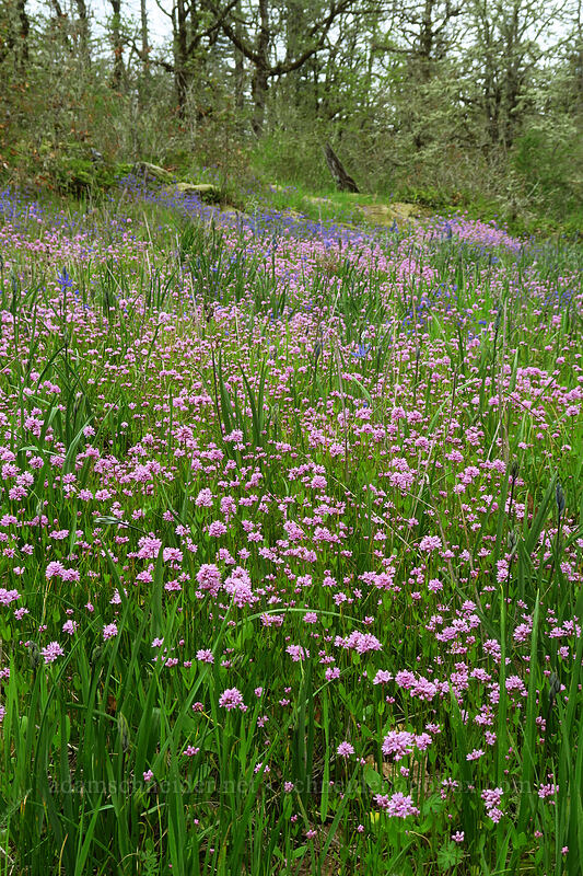 rosy plectritis & camas (Plectritis congesta, Camassia quamash) [Camassia Natural Area, West Linn, Clackamas County, Oregon]