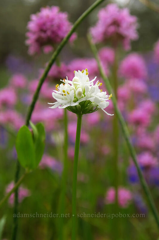 rosy plectritis, white form (Plectritis congesta) [Camassia Natural Area, West Linn, Clackamas County, Oregon]