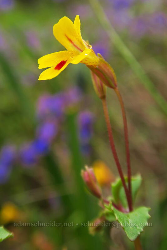 chickweed monkeyflower (Erythranthe alsinoides (Mimulus alsinoides)) [Camassia Natural Area, West Linn, Clackamas County, Oregon]