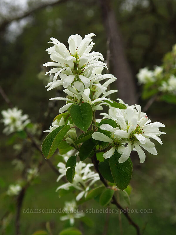 serviceberry flowers (Amelanchier alnifolia) [Camassia Natural Area, West Linn, Clackamas County, Oregon]