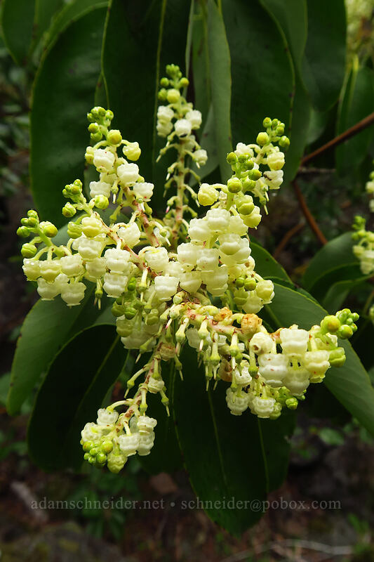 Pacific madrone flowers (Arbutus menziesii) [Camassia Natural Area, West Linn, Clackamas County, Oregon]