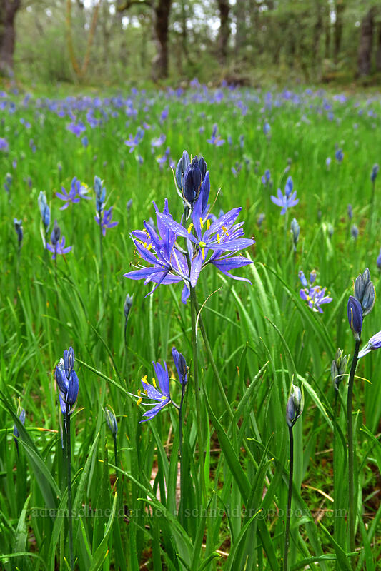 camas (Camassia quamash) [Camassia Natural Area, West Linn, Clackamas County, Oregon]
