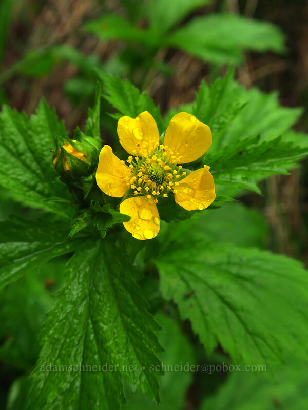 large-leaf avens (Geum macrophyllum) [Camassia Natural Area, West Linn, Clackamas County, Oregon]