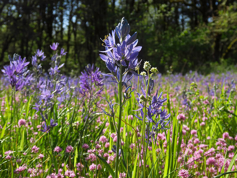 camas & rosy plectritis (Camassia quamash, Plectritis congesta) [Camassia Natural Area, West Linn, Clackamas County, Oregon]