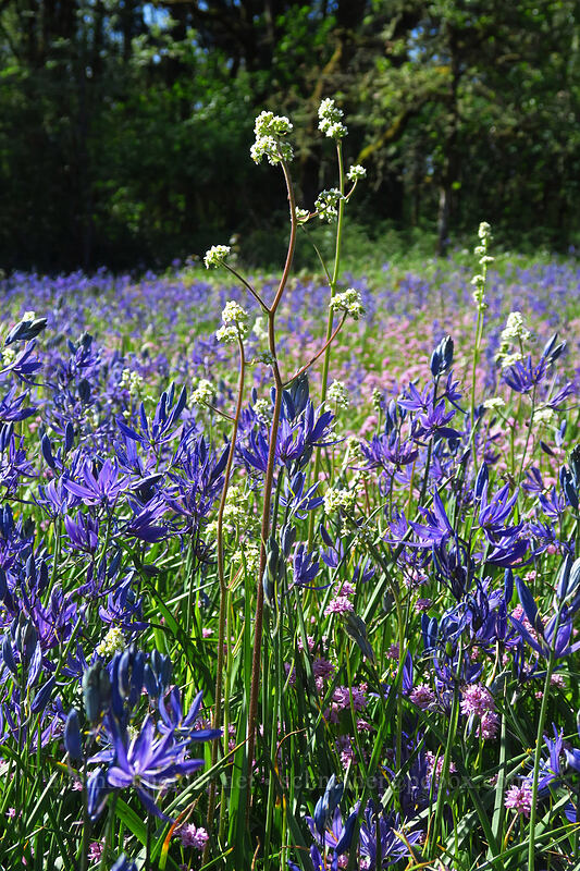 Oregon saxifrage & camas (Micranthes oregana (Saxifraga oregana), Camassia quamash) [Camassia Natural Area, West Linn, Clackamas County, Oregon]