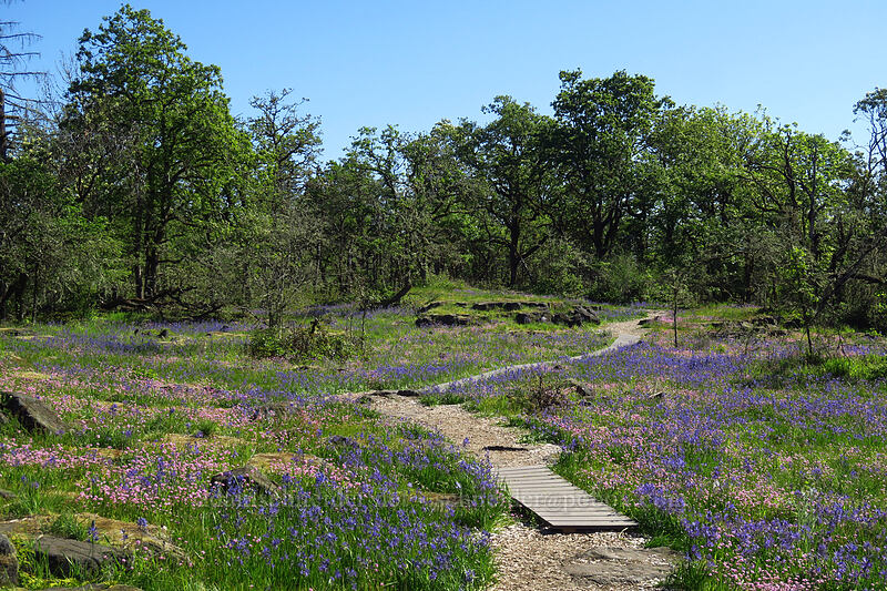camas & rosy plectritis (Camassia quamash, Plectritis congesta) [Camassia Natural Area, West Linn, Clackamas County, Oregon]