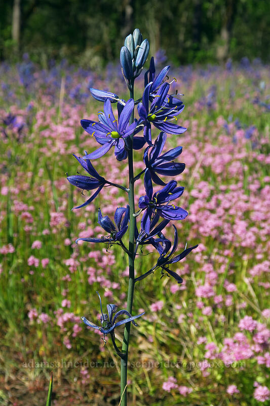 camas & rosy plectritis (Camassia quamash, Plectritis congesta) [Camassia Natural Area, West Linn, Clackamas County, Oregon]