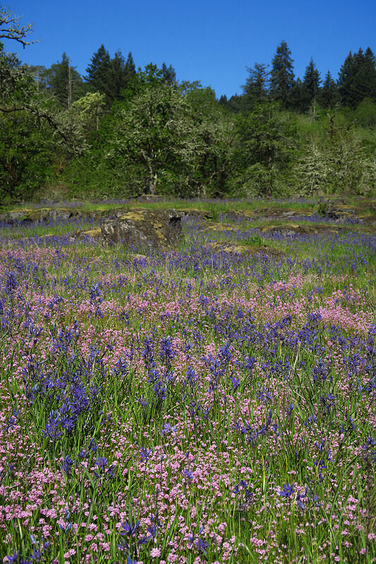 camas & rosy plectritis (Camassia quamash, Plectritis congesta) [Camassia Natural Area, West Linn, Clackamas County, Oregon]