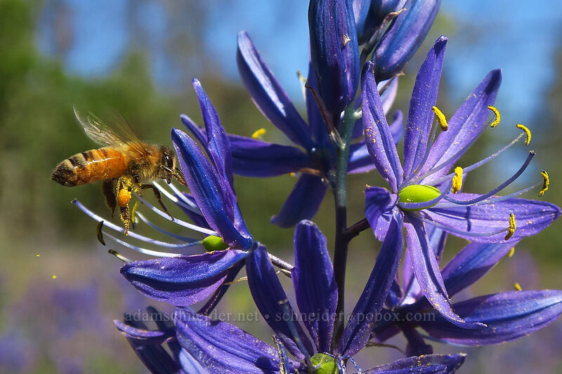 honeybee on camas (Apis mellifera, Camassia quamash) [Camassia Natural Area, West Linn, Clackamas County, Oregon]