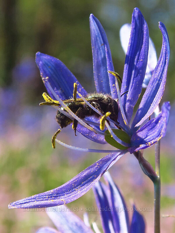 dark green bee on camas (Camassia quamash) [Camassia Natural Area, West Linn, Clackamas County, Oregon]